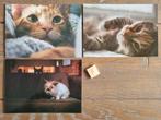 Set 5 3 KATTEN kaarten postcrossing nieuw, Verzamelen, Ansichtkaarten | Dieren, Ophalen of Verzenden, 1980 tot heden, Hond of Kat