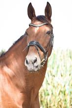 Knappe Spaanse ruin, Dieren en Toebehoren, Paarden, Recreatiepaard, Gechipt, 11 jaar of ouder, L