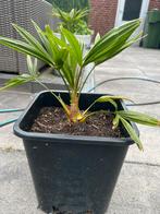 Palmboom Trachycarpus Fortunei, Ophalen of Verzenden, Bloeit niet, Overige soorten, Volle zon