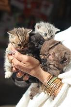 Mooie Britse korthaar kittens met stamboom beschikbaar ️, Dieren en Toebehoren, Katten en Kittens | Raskatten | Korthaar, Meerdere dieren