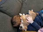 Shiba inu pups met stamboom, Dieren en Toebehoren, België, Fokker | Hobbymatig, Overige rassen, CDV (hondenziekte)