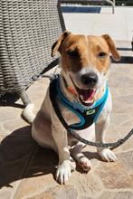 Lieve Jack Russell Robin verblijft in Cyprus, Dieren en Toebehoren, Honden | Niet-rashonden, Particulier, Rabiës (hondsdolheid)
