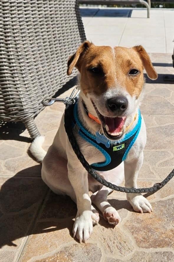 Lieve Jack Russell Robin verblijft in Cyprus, Dieren en Toebehoren, Honden | Niet-rashonden, Klein, Reu, Particulier, Eén hond