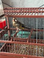 Parva tam vogels, Dieren en Toebehoren, Meerdere dieren, Kleurkanarie