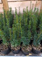 Verschillende soorten Taxus, baccata en media. P9 plantgoed., Ophalen of Verzenden, Taxus, Struik, Minder dan 100 cm