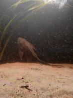 Pleco algeneter +/- 35 cm, Dieren en Toebehoren, Vissen | Aquariumvissen, Vis