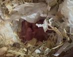 Baby hamsters, Dieren en Toebehoren, Knaagdieren, Hamster, Augustus, Meerdere dieren, Tam