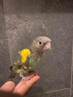 *Uniek tamme baby Meyer papegaai!, Dieren en Toebehoren, Vogels | Parkieten en Papegaaien, Meerdere dieren, Papegaai, Geringd