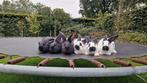 Lotharinger groot konijnen, Dieren en Toebehoren, Meerdere dieren, Groot