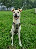 TER ADOPTIE PUKA, Dieren en Toebehoren, Honden | Niet-rashonden, Rabiës (hondsdolheid), Teef, Eén hond, Nederland