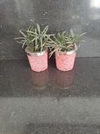 Riviera maison waxinelichtje, 2 stuks, Huis en Inrichting, Ophalen of Verzenden, Overige soorten, Minder dan 100 cm