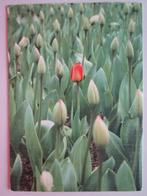 Kaart met tulpen 4, Verzenden, 1980 tot heden, Gelopen, Natuur