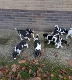 Mooie driekleurige boerenfox pups, Dieren en Toebehoren, Overige rassen, 8 tot 15 weken, CDV (hondenziekte), Meerdere