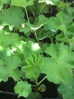 Vaste planten o.a. Alhemilla mollis, Vinca Minor, Echinacea, Ophalen, Overige soorten, Struik, Minder dan 100 cm