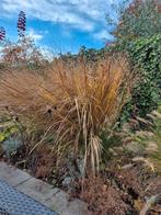 Diverse Siergrassen voor tuin, Ophalen of Verzenden, Siergrassen, Volle zon