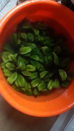 Aquarium planten 2 soorten, Ophalen of Verzenden, Volle zon