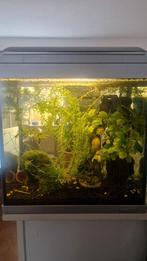 Aquarium met toebehoren, Dieren en Toebehoren, Vissen | Aquaria en Toebehoren, Ophalen, Gebruikt, Gevuld zoetwateraquarium