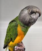 Carpaccio zoekt een huisje! (Bonte boer), Dieren en Toebehoren, Vogels | Parkieten en Papegaaien, Geslacht onbekend, Papegaai