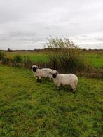 walliser schwarznase stamboek, Dieren en Toebehoren, Vrouwelijk, Schaap, 6 jaar of ouder