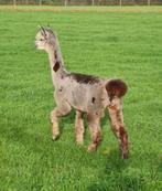 Alpaca hengst speciale kleur, Dieren en Toebehoren, Overige Dieren, April, Mannelijk