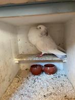 Jonge galitanoo doffer, Mannelijk, Parkiet