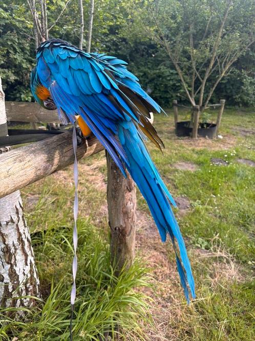 Blauw gele ara vermist, Dieren en Toebehoren, Vermiste en Gevonden Dieren, Vogel