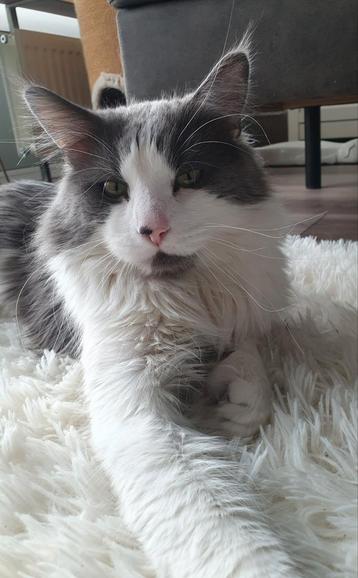 Maine Coon dekkater Ice zoekt een date. beschikbaar voor biedingen