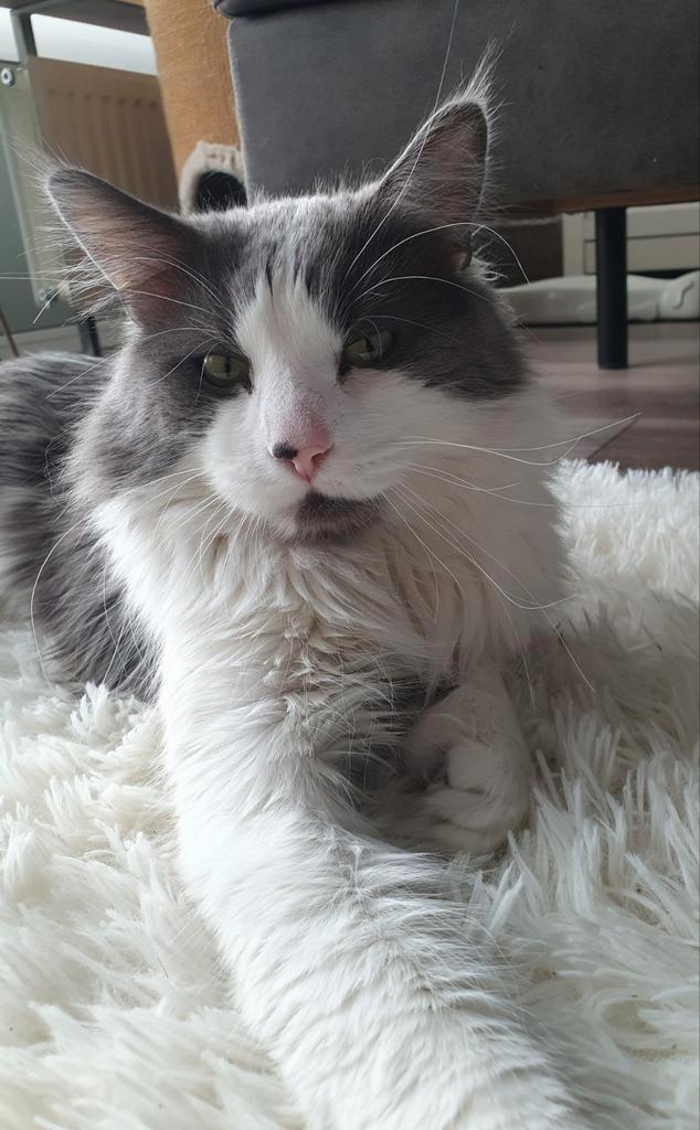 Maine Coon dekkater Ice zoekt een date., Dieren en Toebehoren, Katten en Kittens | Dekkaters