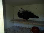 2 kroppers, Dieren en Toebehoren, Postduif