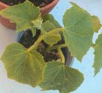 komkommer planten 🥒🥒 2 voor, Ophalen, Zomer, Volle zon