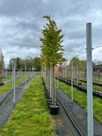 Parrotia persica | 180cm stam | Pracht herfstkleuren, Tuin en Terras, Planten | Bomen, In pot, 250 tot 400 cm, Ophalen of Verzenden