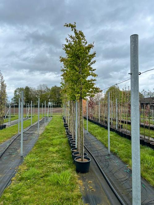 Parrotia persica | 180cm stam | Pracht herfstkleuren, Tuin en Terras, Planten | Bomen, 250 tot 400 cm, In pot, Ophalen of Verzenden