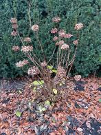 3x roze hortensia, Ophalen