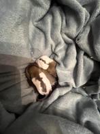Baby dwerg ratten, Dieren en Toebehoren, Knaagdieren, Rat, Geslacht onbekend, Januari, Tam