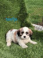 Te koop mooie speelse boomer pups, Dieren en Toebehoren, Overige rassen, CDV (hondenziekte), 8 tot 15 weken, Meerdere
