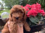 Schitterende Mini Doodle Tibetaanse terrier x dwergpoedel, Dieren en Toebehoren, Honden | Chihuahua's en Gezelschapshonden, Overige rassen