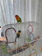 2 jonge agapornissen incl hun kooi en toebehoren, Ophalen, Zo goed als nieuw, Overige materialen, Vogelkooi