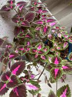Coleus stekken (>20cm) - Prachtige kleuren!, Eenjarig, Halfschaduw, Zomer, Ophalen
