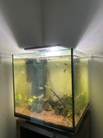 Superfish Qubic 60 pro met endler guppen, Ophalen, Zo goed als nieuw, Gevuld zoetwateraquarium