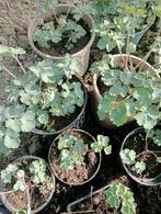 Diverse tuinplanten, ook inheems., Ophalen, Zomer, Overige soorten, Volle zon