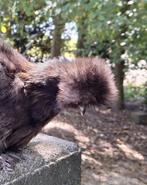 Twee usa zijdehoender hennetjes, Dieren en Toebehoren, Vrouwelijk, Kip