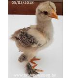 Brahma gezocht, Dieren en Toebehoren, Pluimvee, Meerdere dieren, Kip