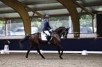 Fantastische allrounder, Dieren en Toebehoren, Z, Gechipt, Ruin, Dressuurpaard