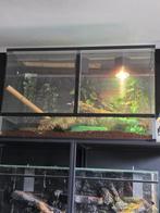 Twee koningspythons inc terrarium, Dieren en Toebehoren, Slang, Met terrarium