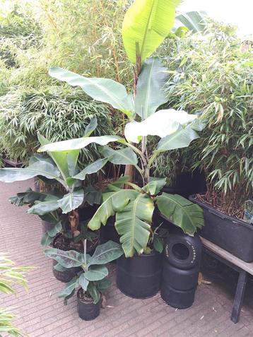 Bananenplanten - Tropische sfeer in huis! beschikbaar voor biedingen