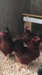 Barnevelder kriel hennen en haan mahonie, Dieren en Toebehoren, Pluimvee, Meerdere dieren, Kip