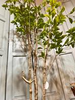 Kunst plant, Japonica, kunst boom, kamer decoratie, Ophalen of Verzenden, Zo goed als nieuw, Binnen