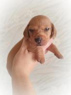 Prachtige dwergteckel pupjes, Dieren en Toebehoren, Honden | Teckels en Dashonden, België, Particulier, CDV (hondenziekte), 8 tot 15 weken