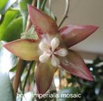 Zeldzame hoya imperialis mosaic, Overige soorten, In pot, Minder dan 100 cm, Bloeiende kamerplant