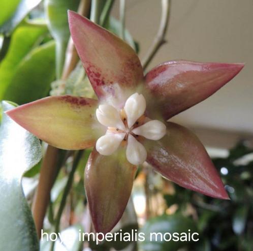 Zeldzame hoya imperialis mosaic, Huis en Inrichting, Kamerplanten, Overige soorten, Minder dan 100 cm, Bloeiende kamerplant, Halfschaduw